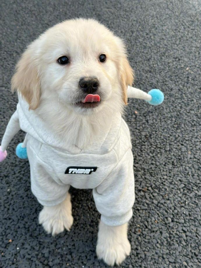 如何带狗坐车 训练狗不晕车方法