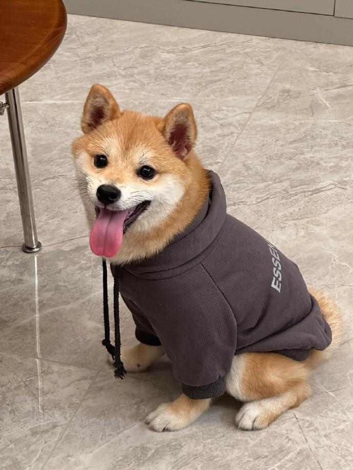 柴犬价格优缺点 柴犬的性格介绍