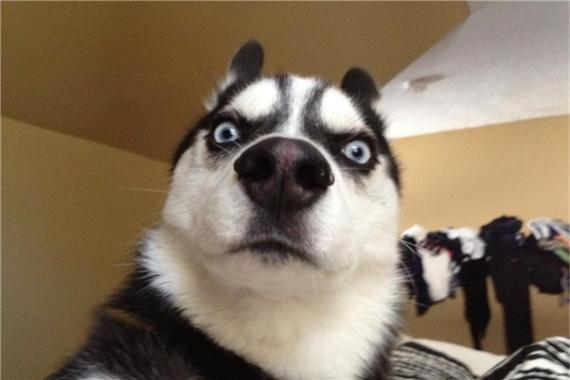 哈士奇犬细小病毒如何防治