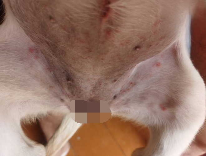 狗狗皮肤瘙痒有红疙瘩已治愈