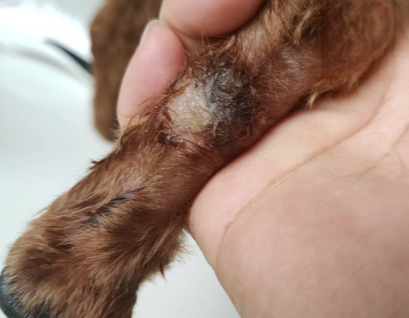狗狗皮炎掉毛，患处红肿已治愈