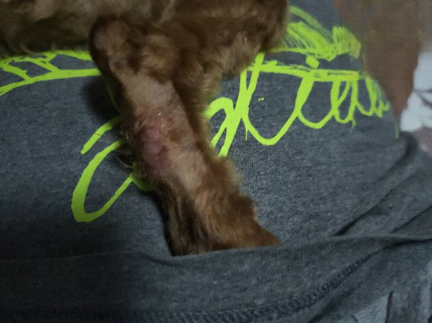 狗狗皮炎掉毛，患处红肿已治愈