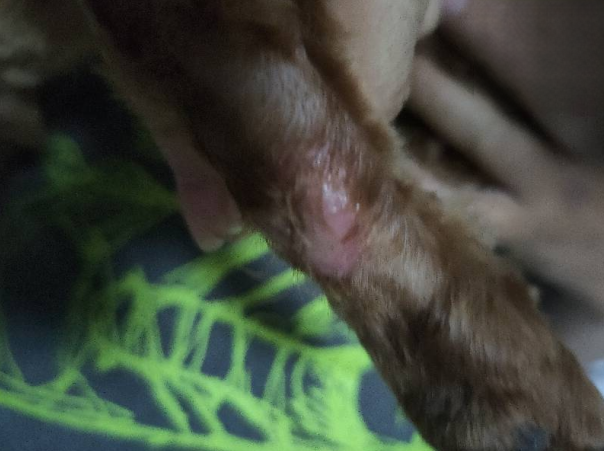 狗狗皮炎掉毛，患处红肿已治愈