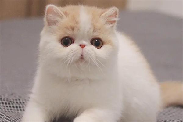 母猫发情期一般持续多久？