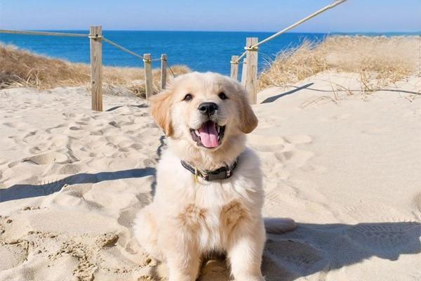 宠物犬猫细菌感染类疾病的症状及用药