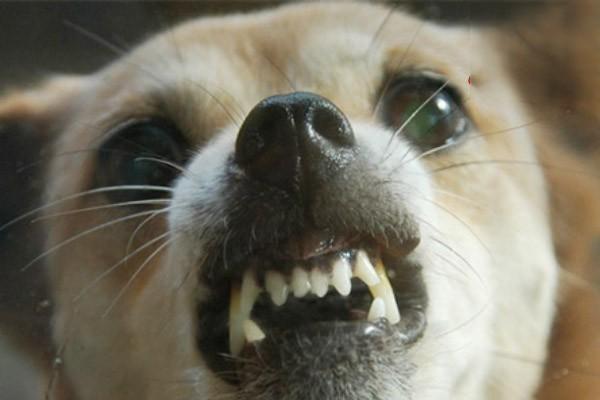 猫狗抓伤、咬伤主人及猫狗被抓咬受伤的处理方法