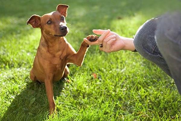 猫狗抓伤、咬伤主人及猫狗被抓咬受伤的处理方法