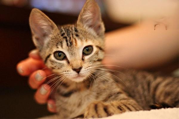 猫狗抓伤、咬伤主人及猫狗被抓咬受伤的处理方法