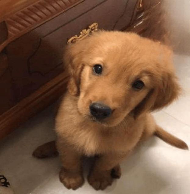 三个月大的狗狗犬瘟热已经痊愈