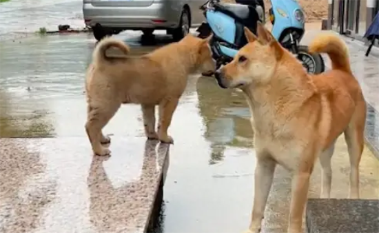 小狗要离开去新家了，最后和狗爸爸做告别！