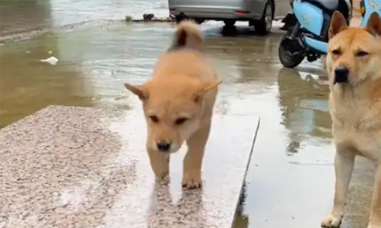 小狗要离开去新家了，最后和狗爸爸做告别！