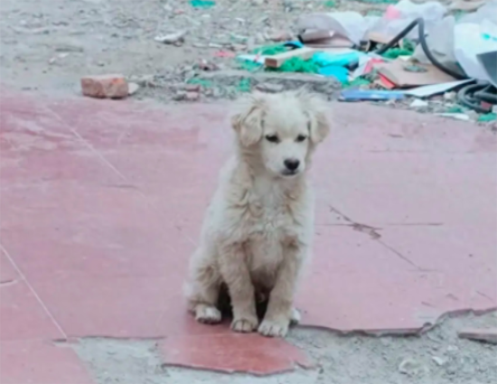 村子拆迁后大量看门狗被遗弃，它们仍坚守家中