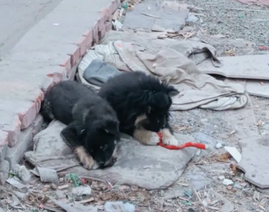 村子拆迁后大量看门狗被遗弃，它们仍坚守家中