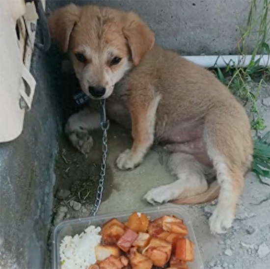 主人给狗狗一碗红烧肉，结果它却不敢吃！