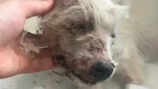 被救助的流浪小狗，康复后被人领养，不到一个月后。。