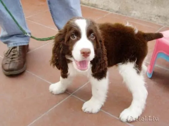 史宾格犬被丢在路边，拖着后腿追赶主人，主人头也不回转身离开