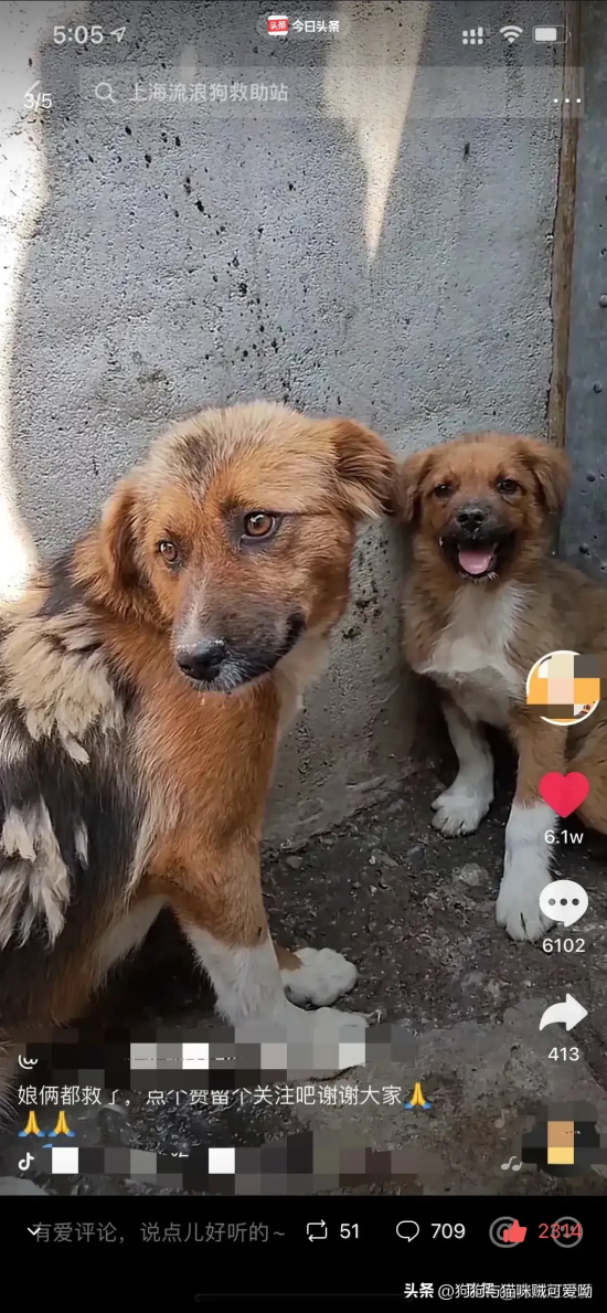 狗妈妈被卖进屠宰场等死，当它看到自己的孩子也被卖掉时，泪奔了