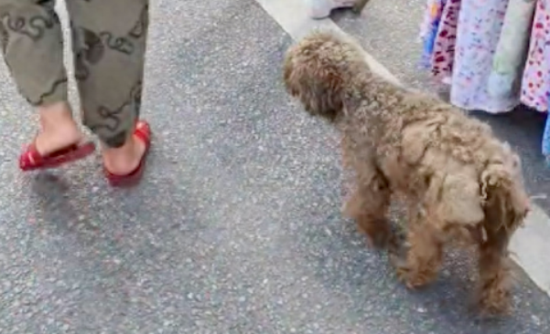 狗狗被人遗弃后，遇到好心婆婆每天投喂