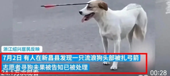 流浪狗被扎弓箭，被质疑残忍处置，官方道歉