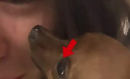 泪目了！狗狗去世，主人的眼泪落进狗狗眼里！