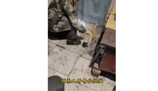 猫咪主人去世后，无人喂食，还总被驱赶，模样心酸..