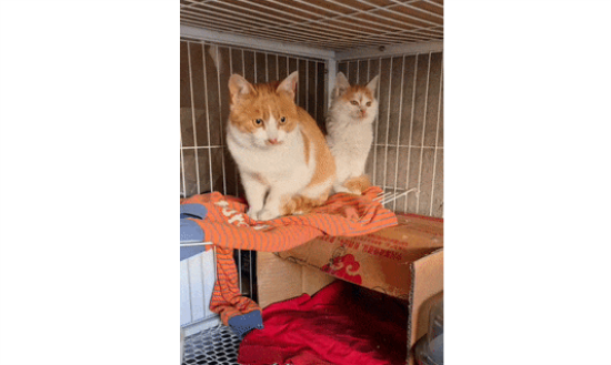 猫咪主人去世后，无人喂食，还总被驱赶，模样心酸..