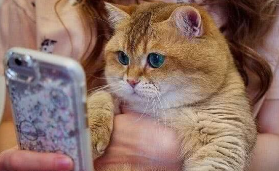 猫咪犯了错，主人罚它面壁思过，橘猫的做法让人笑翻了。。。