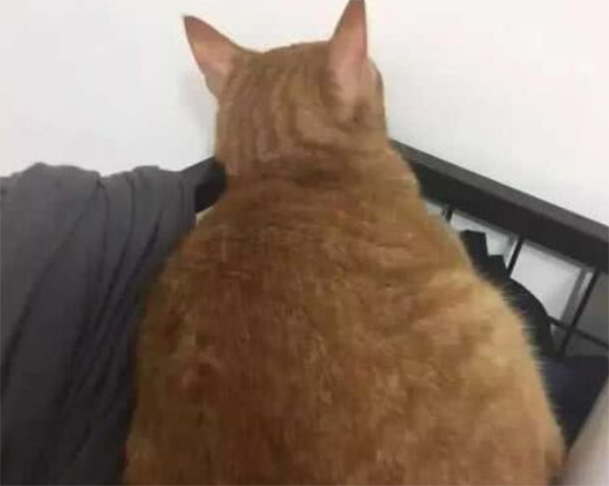 猫咪犯了错，主人罚它面壁思过，橘猫的做法让人笑翻了。。。