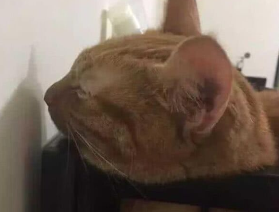 猫咪犯了错，主人罚它面壁思过，橘猫的做法让人笑翻了。。。