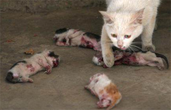 新出生的4只小奶猫被人杀害，猫妈妈的眼神让人落泪！