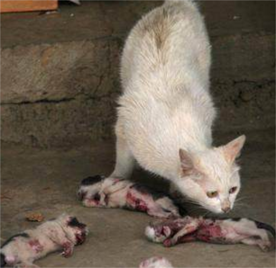 新出生的4只小奶猫被人杀害，猫妈妈的眼神让人落泪！