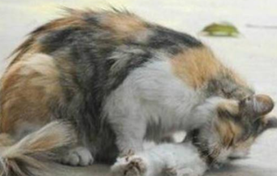 奶猫被人狠心摔死，猫妈伤心失去意识