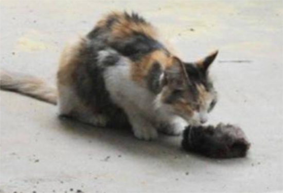 奶猫被人狠心摔死，猫妈伤心失去意识