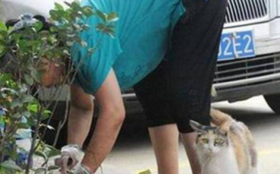 奶猫被人狠心摔死，猫妈伤心失去意识