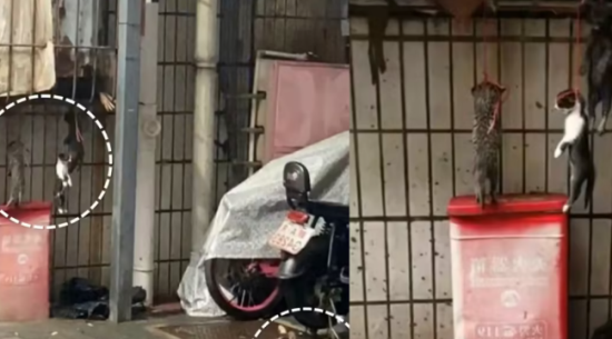 3只流浪幼猫疑因扰民被吊死窗前，社区回应 愤怒与谴责
