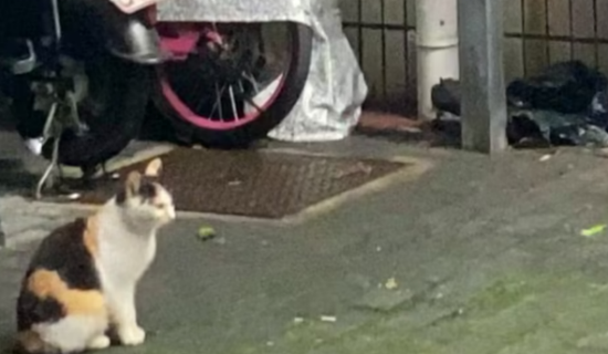 3只流浪幼猫疑因扰民被吊死窗前，社区回应 愤怒与谴责