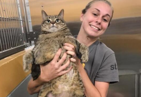 一只胖猫被主人弃养在收容所，整天闷闷不乐