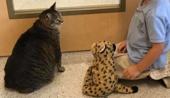 一只胖猫被主人弃养在收容所，整天闷闷不乐