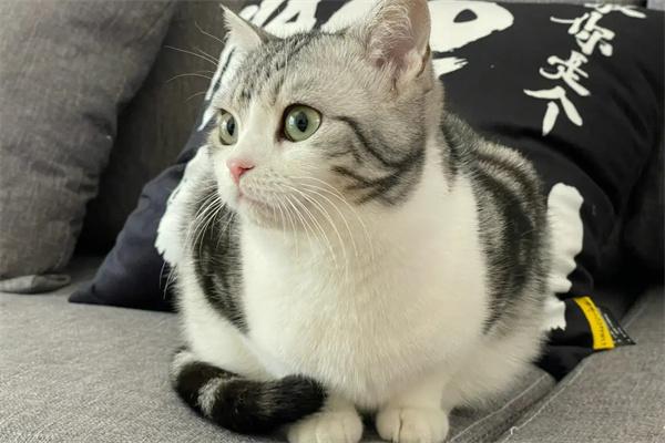 怎么样能够帮助猫咪发腮？