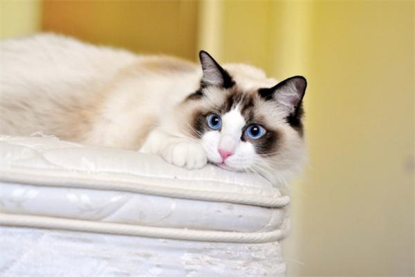 猫不爱动整天睡觉是得了什么病？