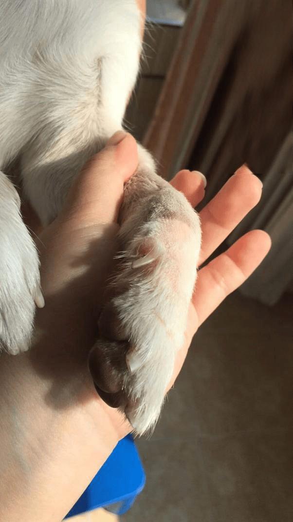 三个月的狗狗皮肤真菌感染已经痊愈