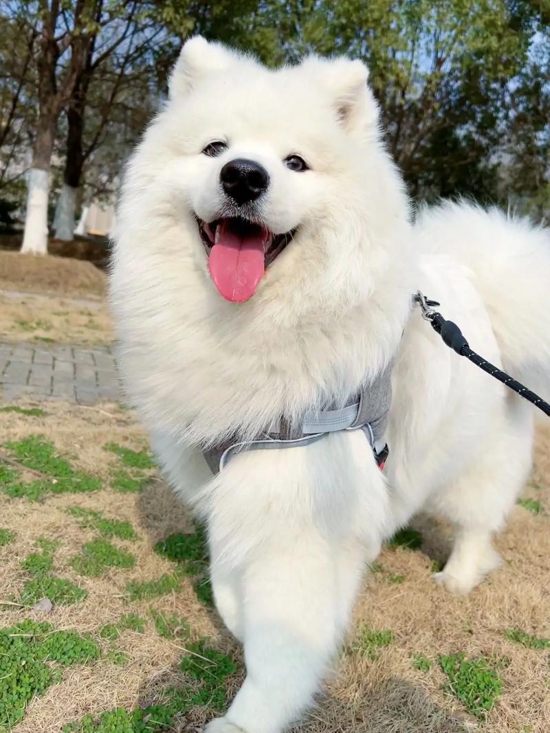 萨摩耶犬咳嗽 主要是由于什么引起的