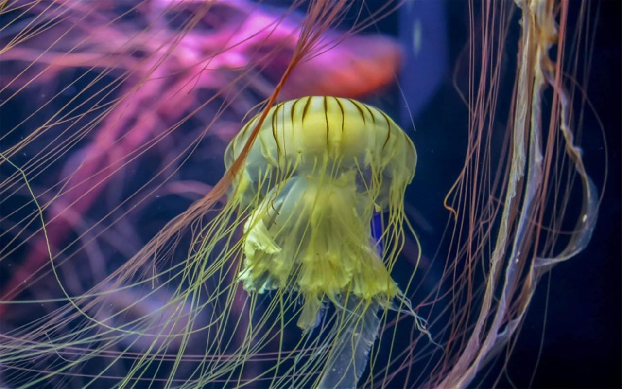 养殖水母入门指南！0基础怎么养水母