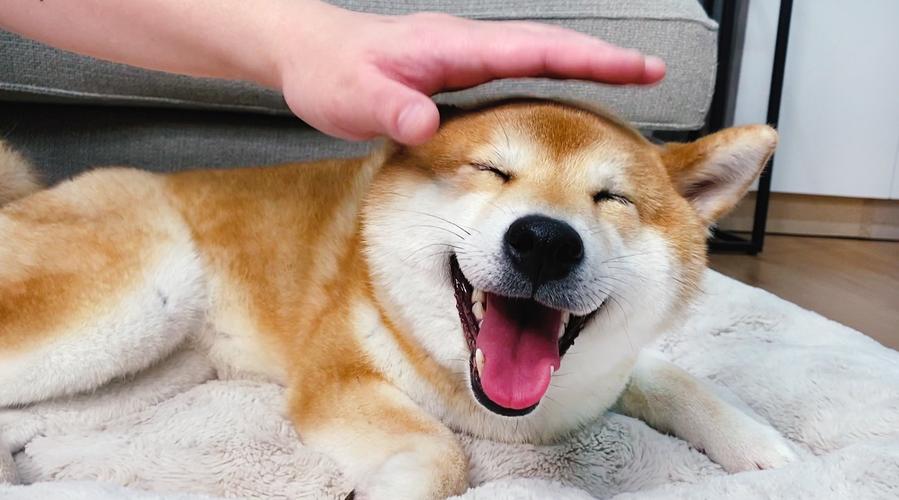 狗狗很瘦怎么办 如何合理控制狗狗的饮食