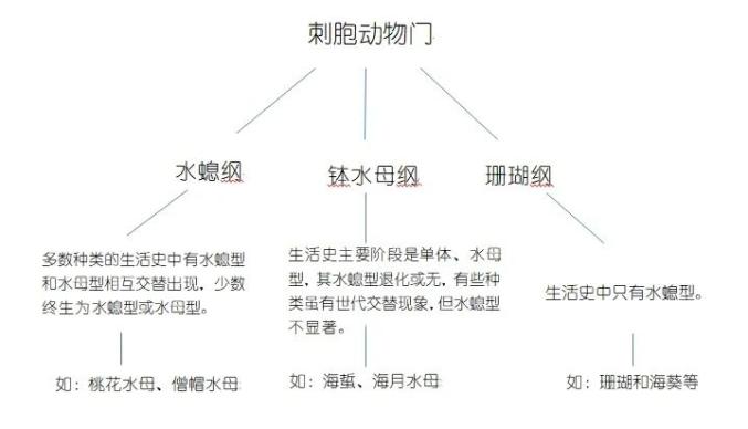 水母的繁殖和生活史