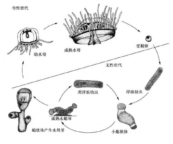 水母的繁殖和生活史