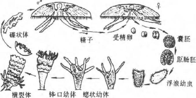 水母的繁殖和生活史