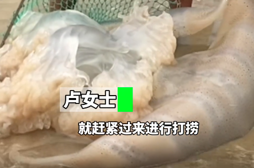 巨型水母惊现深圳大梅沙！这些海边“隐形杀手”千万别碰