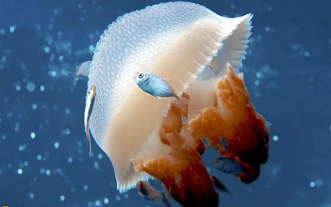 水母：在海底能发出耀眼的光芒，但性情却很凶猛