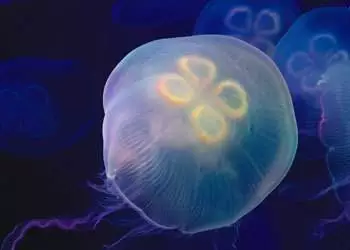 夜市创业摆地摊卖水母专业指南！